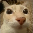 dosecat emote