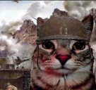 catWar emote