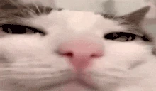 Prezrenie emote