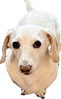 Whitney_Chewston emote
