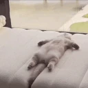 CatWake emote