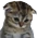 sadness emote