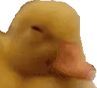notsmh emote
