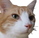 CatCuteStare emote