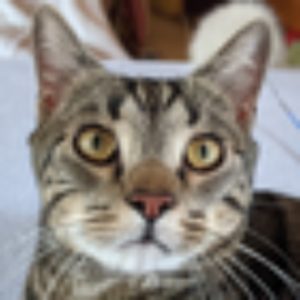 banjo2 avatar