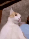MyVafigeReaction emoji