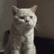CE_CatFistbump emote
