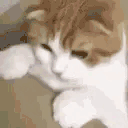 catLeave