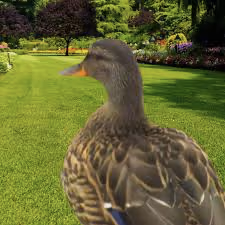 afroduck309 emote