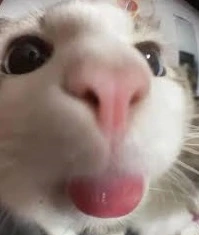 catbleh emote