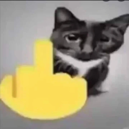 CatFlipOff emote