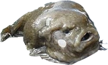 FishMoley emote
