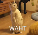 cat_waht emote