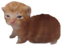 fatbert emote