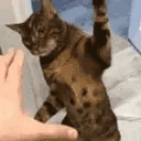 slapsyou emote