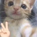 quepex emote