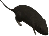 halo3rat emote