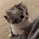 climb emote