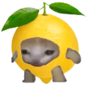 lemoncat emote