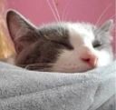 JacTired emote