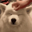 Head emote