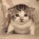 gatoExplotando emote