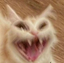 Scrary_Cat_Laugh emote