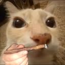 dosefaso emote