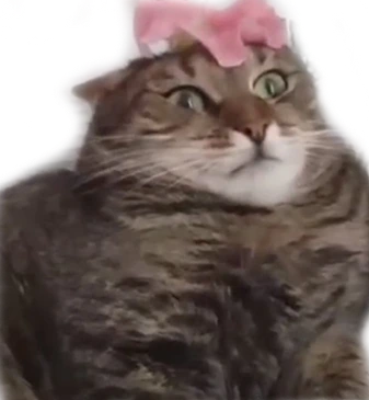 flower_cat emote