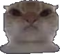 mad_kitty emote
