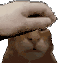 PETTHEBUH animated emote