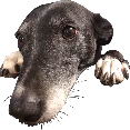 belle_pawsl emote