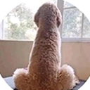 Dog emote