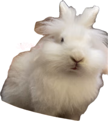 whitebunnyofmine emote