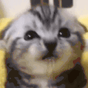 more4k animated emote