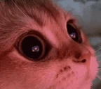 meowie emote