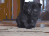 AREYOUMADATME animated emote