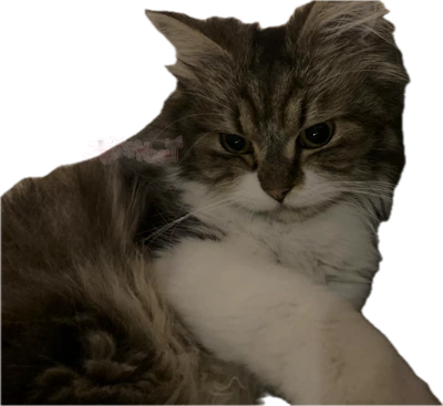 sweetcat emoji