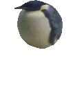 CangrBounce