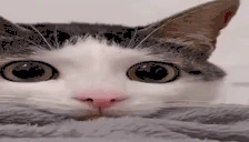think emote