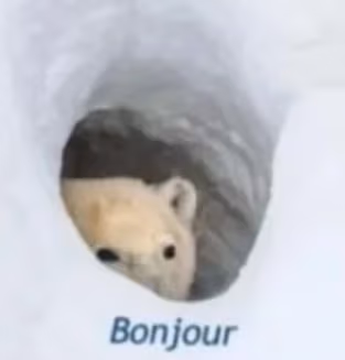 bonjour emote