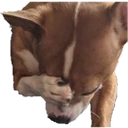 dogfacepalm emote