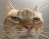 uhuh emote