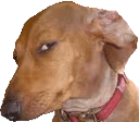 Capping_Dog emote