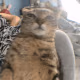 catdupstep emote