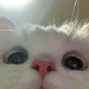 LOOKING emote