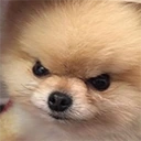 AngryDoge emote