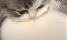 milk emote