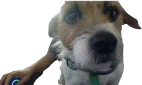 Gamerdog emoji