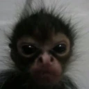 ANGRE emote